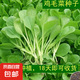 四季蔬菜種子大全菠菜香菜生菜油麥菜莧菜雞毛菜芹菜矮腳黃蔬菜籽 四季雞毛菜種子1包約2000粒
