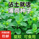 四季食用紫蘇種子薄荷種子細(xì)葉苦苣種子家庭四季陽臺(tái)種植盆栽驅(qū)蚊 驅(qū)蚊食用薄荷家庭種約1000粒1包