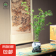 【觀音竹盆景】米竹客廳辦公植物綠中式竹子觀賞盆栽意境綠植花卉 水墨畫盆觀音竹高60-70+底座