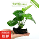 【京東物流】水草套餐 好養(yǎng)耐活真水草植物綠菊大葉綠九冠魚缸 單 頭 水榕沉木一份