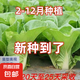奶油快菜種子20天成熟耐熱耐高溫四季速生高產(chǎn)小白菜種子蔬菜種子 正品奶油白菜約1200粒1包+肥
