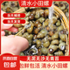 微山湖清水田螺新鮮螺螄無泥無沙漁民捕撈活體發(fā)貨 清水田螺 2.5kg 無沙無泥包活
