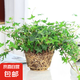 常春藤盆栽室內(nèi)垂吊植物好養(yǎng)水培綠植凈化空氣除甲醛四季常青長青 1盆青葉 常春藤(長 15-20厘米) 簡易盆