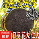 食用型千里香向日葵種子易種高產(chǎn)瓜子種子食用向日葵花籽大田種植 食用型千里香向日葵種約50粒1包