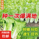 【隨種隨吃】快菜四季奶油快菜耐熱抗病蔬菜快速生長蔬菜種子 快菜種子 3包約3000粒