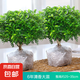 正宗清香胡椒木盆栽花卉室內(nèi)外驅(qū)蚊草植物樹苗老樁盆景九里香綠植 【6年大苗】原土發(fā)貨2棵/不含盆