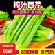 【榨汁西芹】壽光現(xiàn)割農(nóng)家西芹汁多筋少安療榨汁新鮮芹菜去葉發(fā)貨 【凈重3斤】農(nóng)家去葉西芹