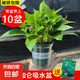 綠蘿盆栽室內(nèi)植物花卉凈化空氣綠植水培垂吊大葉綠蘿新房客廳家用 【整高20cm盆口11】加侖吸水10盆送肥料