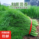 【當季新種】割茬茴香種子多次采收小茴香種子四季陽臺蔬菜種子 割在茴香種子 買三包送二包約5000粒