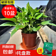 綠蘿盆栽室內(nèi)植物花卉凈化空氣綠植水培垂吊大葉綠蘿新房客廳家用 【整高20cm盆口11】原盆托盤(pán)10盆送肥料