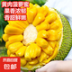 【海南現(xiàn)摘直發(fā)】黃肉菠蘿蜜 | 甜糯飽滿 |肉厚香甜 【試吃推薦】14-18斤