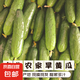 東北正宗旱黃瓜帶刺脆皮小青瓜新鮮蔬菜水果綠黃瓜單根≥90g 5斤