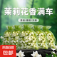 正品茉莉花香囊車(chē)載香薰干花香包衛(wèi)生間花香衣柜口袋散香天然香袋 【6袋白玉茉莉】香300天