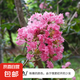 紫薇樹苗地栽紅火箭紫薇花樹苗庭院花卉綠化工程樹苗盆栽耐寒植物 粉紅色3公分粗 【高1.3-1.4米】