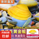 觀賞活體黃金蜆溪蜆小河蚌凈水鮮活魚缸淡水螺清理 黃金蜆5只+3只備損 共發(fā)8只