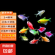 天使魚(yú) 觀賞魚(yú)寵物招財(cái)魚(yú)飼料次日達(dá)小型好養(yǎng)耐活專用魚(yú)糧淡水魚(yú) 【20厘米魚(yú)缸套餐】