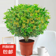 香水米蘭花盆栽室內(nèi)陽(yáng)臺(tái)好養(yǎng)老樁樹苗四季開濃香型花卉驅(qū)蚊綠植物 香水米蘭40厘米原盆帶花 含盆