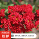 紫薇樹苗地栽紅火箭紫薇花樹苗庭院花卉綠化工程樹苗盆栽耐寒植物 紅火箭3公分粗 【高1.3-1.4米】