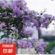 紫薇樹苗地栽紅火箭紫薇花樹苗庭院花卉綠化工程樹苗盆栽耐寒植物 紫羅蘭3公分粗 【高1.3-1.4米】