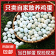 農(nóng)家雞蛋綠殼烏雞生鮮土雞蛋溏心蛋超市新鮮早餐整箱鮮雞蛋批發(fā) 寶寶聰明土雞蛋60枚/箱