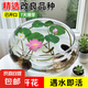 水培荷花蓮子碗養(yǎng)花卉室內(nèi)好養(yǎng)四季開花種子籽水養(yǎng)盆栽客廳睡蓮 混色蓮子30粒+簡約玻璃盆+營養(yǎng)液【滿盆爆花】