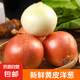 山東新鮮黃皮洋蔥 當(dāng)季清脆多汁蔥味濃郁圓蔥蔬菜整箱 黃皮洋蔥帶箱 5斤