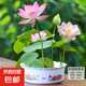 水培荷花蓮子碗養(yǎng)花卉室內(nèi)好養(yǎng)四季開(kāi)花種子籽水養(yǎng)盆栽客廳睡蓮 混色蓮子30粒+彩色碗蓮盆+營(yíng)養(yǎng)液【滿盆爆花】