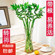 富貴竹大葉竹轉(zhuǎn)運(yùn)竹觀音竹龍竹紫云竹水培四季好養(yǎng)招財(cái)富貴竹綠植 帶根轉(zhuǎn)運(yùn)竹竹50cm高6根+營(yíng)養(yǎng)液