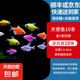 七彩天使魚(yú)魚(yú)觀(guān)賞魚(yú)小型熱帶魚(yú)淡水好養耐活活魚(yú)大號群游活體斑馬孔雀熱帶魚(yú)小型魚(yú)金魚(yú)錦鯉胎生魚(yú)燈科魚(yú)小魚(yú) 天使魚(yú)10條含2條備損