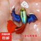 小型熱帶魚觀賞魚孔雀魚雜袍孔雀魚天空藍(lán)活體活魚紅扇血紅 3公5母【白金紅尾象耳】
