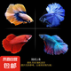 小型熱帶魚觀賞魚孔雀魚雜袍孔雀魚天空藍(lán)活體活魚紅扇血紅 *半月斗魚5-6cm 【顏色隨機】1條