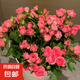 6支橙色芭比多頭玫瑰鮮花云南基地直發(fā)家庭養(yǎng)花 6支多頭蘇菲寶貝