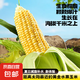 【云南高原太陽花】現摘黃金水果玉米新鮮甜玉米棒生鮮蔬菜可生吃 新鮮水果玉米 2斤 帶箱 300g起
