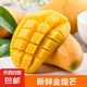 正宗金煌芒果 爆甜新鮮甜心芒水果現摘水仙芒整箱 金煌芒2斤單果100-150g