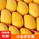 新鮮小臺農(nóng)芒果 現(xiàn)摘當(dāng)季熱帶特產(chǎn)小臺芒水果整箱 小臺農(nóng)芒果4.5-5斤單果50g+
