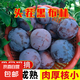 新鮮黑布林李子當(dāng)季現(xiàn)摘酸甜多汁孕婦最愛帶箱 1斤【試吃裝】 中果【60--80g】酸甜