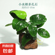 魚缸真水草凈水新手水榕沉木水族箱造景裝飾懶人沉底不用底砂 小水榕多孔石【虧本】