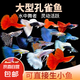 冰藍(lán)色孔雀魚活魚精品純種大尾巴鳳尾魚熱帶觀賞魚小型好養(yǎng)耐活魚 彩色雜袍孔雀孔雀100條