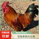 散養(yǎng)大公雞整只  養(yǎng)足7個月以上  單只3斤以上   整只發(fā)貨 紅色 1只3斤