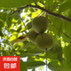 2025新鮮核桃青皮濕嫩生核桃恒暢現(xiàn)摘綠薄皮核桃仁整箱核桃 凈重5斤實(shí)惠裝