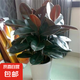 黑金剛橡皮樹盆栽菠蘿樹客廳室內(nèi)綠葉大葉四季常青型植物凈化空氣 61-75公分高1棵][不含盆原土發(fā)貨