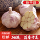 山東大蒜【中果】新鮮干蒜紫白皮大蒜農(nóng)家新蒜頭生鮮蔬菜調(diào)味辛辣 大蒜中果3.5-4.5cm【凈重 100g 】