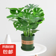 新房必備龜背竹盆栽水培土培花卉綠植四季常青植物大葉客廳植物 大龜背竹3棵+1個(gè)加侖盆送底托+肥料