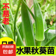 蔬菜苗活四季室內(nèi)外種植苗帶土發(fā)貨幼苗南北方可種 黃秋葵苗6棵