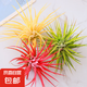 空氣鳳梨植物無土栽培新手易養(yǎng)趣味盆栽微景觀辦公室桌面綠植擺件 紅_綠_黃_三精靈