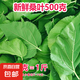 桑葉新鮮蠶寶寶套裝飼料口糧大蠶桑葉現(xiàn)摘營養(yǎng)葉大桑葉春蠶葉包郵 新鮮桑葉500克