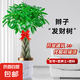 大型植物發(fā)財樹搖錢樹檸檬樹天堂鳥盆栽綠植辦公室內(nèi)喬遷開業(yè)佳品 辮子發(fā)財樹1.4-1.6米 含盆