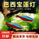 【巴西進(jìn)口寶蓮燈魚(yú)】燈科活魚(yú)紅綠燈魚(yú)觀賞魚(yú)苗淡水魚(yú)種魚(yú)熱帶魚(yú) 1.5-2cm巴西寶蓮燈20條