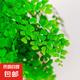 鐵線蕨盆栽蕨類植物耐陰大型霸王蕨室內(nèi)辦公室桌面水養(yǎng)綠植好養(yǎng)活 精品鐵線蕨+【簡(jiǎn)易盆】20-25cm