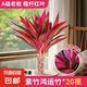 鴻運(yùn)竹紫竹水培植物辦公室內(nèi)桌面好養(yǎng)懶人綠植富貴轉(zhuǎn)運(yùn)竹水養(yǎng)帶根 紫竹鴻運(yùn)竹【50cm】*10根+營養(yǎng)液